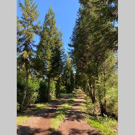 Agreable Chalet Au Milieu Des Sapins La Plaine des Cafres Luaran gambar